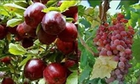 ثبت جهانی 3 محصول صادراتی کشاورزی در سازمان جهانی مالکیت فکری